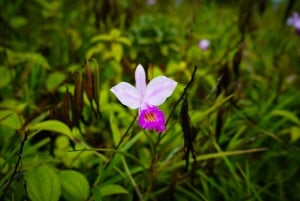 Mauritius: escursione guidata alle Gole del Fiume Nero