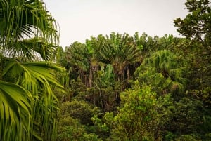 Mauritius: escursione guidata alle Gole del Fiume Nero