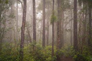 Mauritius: escursione guidata alle Gole del Fiume Nero