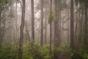 Маврикий: поход с гидом по ущельям Черной реки