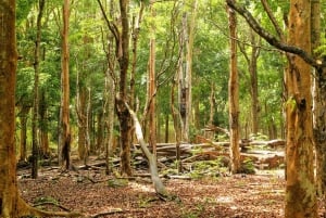 Mauritius: Black River Gorges National Park 3-Stunden-Wanderung