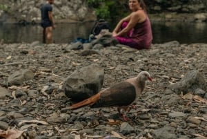 Mauritius: Black River Gorges National Park 3-Hour Hike
