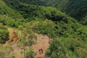 Mauritius: Black River Gorges National Park 3-Hour Hike