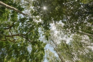 Mauritius: Black River Gorges National Park 3-Hour Hike