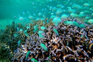 Maurícia: Passeio ecológico na Baía Azul e mergulho com tubo de respiração para proteção dos corais