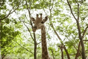 Mauritius: Casela Nature Parks Entrance Ticket with Transfer