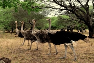 Mauritius: Casela Nature Parks Entrance Ticket with Transfer
