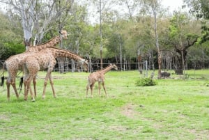Mauritius: Casela Nature Parks Entrance Ticket with Transfer