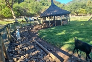 Mauritius: Casela natuurparken & Flic en Flac strand