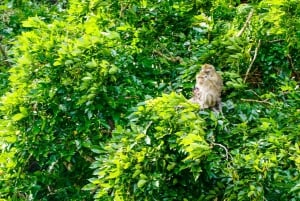 Mauritius: Katamaran-cruise til Ile Aux Cerfs med BBQ-lunsj