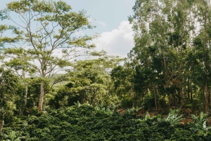 Ilhas Maurícias: visita guiada à plantação de café Chamarel