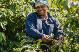 Ilhas Maurícias: visita guiada à plantação de café Chamarel