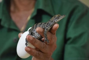 Mauritius: Crocodile Park and Tea Factory Tour with Tasting