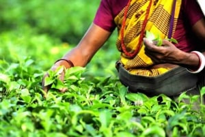 Mauricio: Parque de los Cocodrilos y Visita a la Fábrica de Té con Degustación