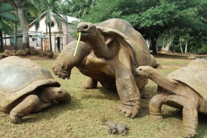 Mauricio: Parque de los Cocodrilos y Visita a la Fábrica de Té con Degustación