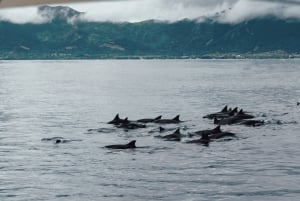 Mauritius: Møde med delfiner & Benitier Island