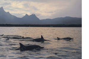 Mauritius: Møde med delfiner & Benitier Island