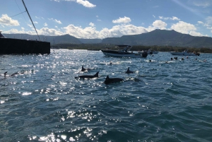 Mauritius: Møde med delfiner & Benitier Island