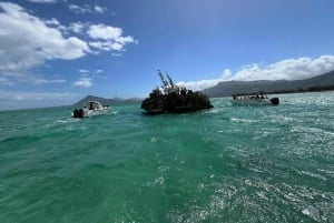 Mauritius: Møde med delfiner & Benitier Island