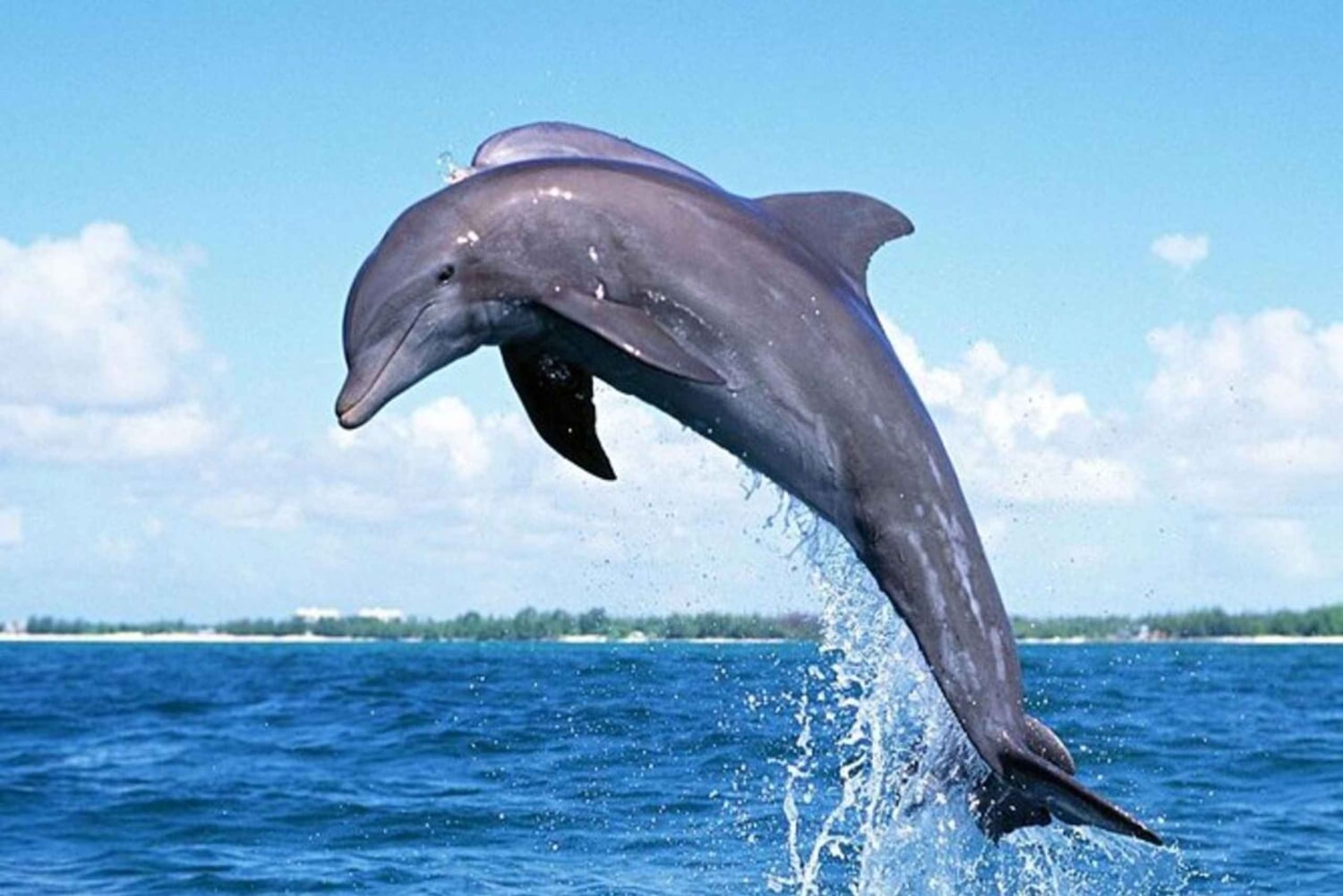 Mauritius: tour in barca con incontro con i delfini e 7 terre colorate