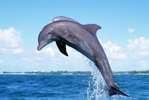 Mauritius: Dolphin Encounter Boat Tour and 7 Colored Earths