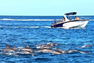 Mauritius: tour in barca con incontro con i delfini e 7 terre colorate