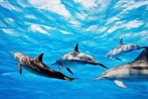 Mauritius: tour in barca con incontro con i delfini e 7 terre colorate