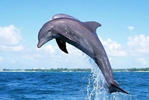 Mauritius: tour in barca con incontro con i delfini e 7 terre colorate