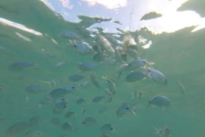 Mauricio: Encuentro con delfines, Trou aux Cerf y Grand Bassin