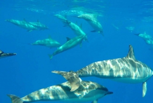 Mauritius: Dolphin trip