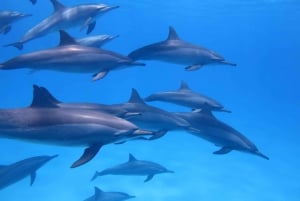 Mauritius: Dolphins watch half-day