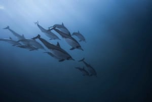 Mauritius: Dolphins watch half-day