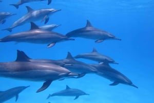 Mauritius: Dolphins watch half-day