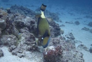 Mauritius: East Belle Mare Scuba Diving Tour