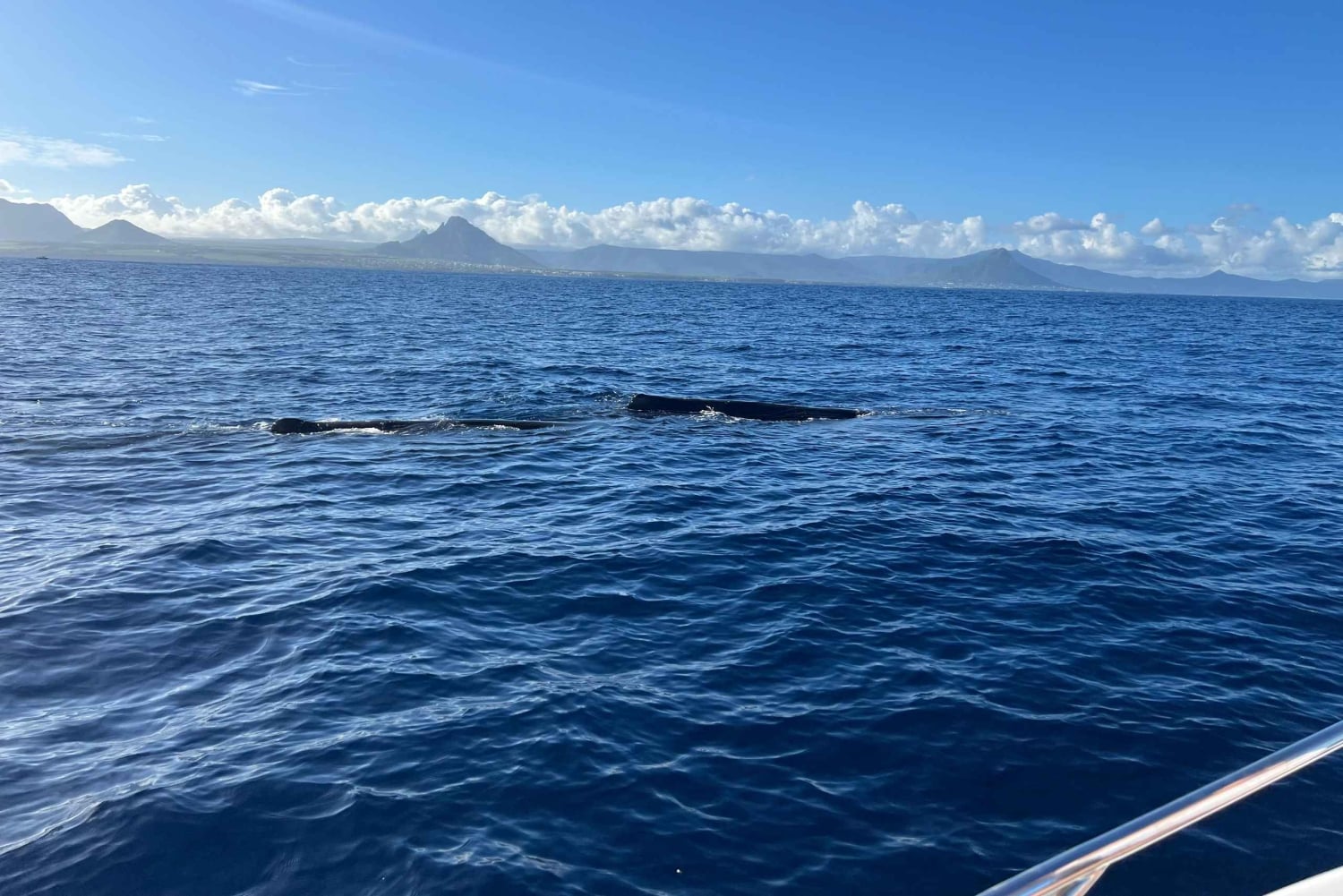 Mauritius: Miljøvennlig privat hvalsafari