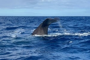 Mauritius: Eco-Friendly Private Whale Watching