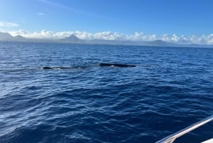 Mauritius: Eco-Friendly Private Whale Watching