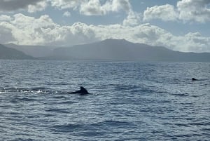 Mauritius: Eco-Friendly Private Whale Watching