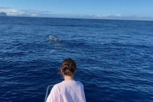 Mauritius: Eco-Friendly Private Whale Watching