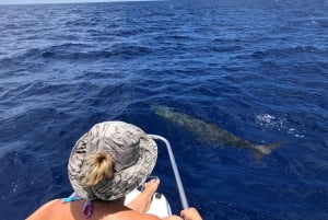 Mauritius: Eco-Friendly Private Whale Watching