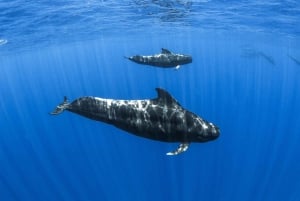Mauritius: Eco-Friendly Private Whale Watching