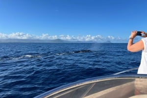 Mauritius: Miljøvennlig privat hvalsafari