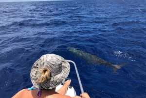 Mauritius: Miljøvennlig privat hvalsafari