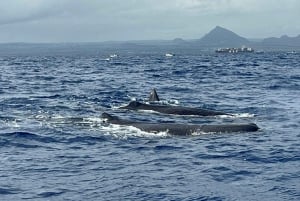 Mauritius: Miljøvennlig privat hvalsafari