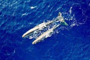 Mauritius Eco Whales Quest, 3-4 Stunden Expedition