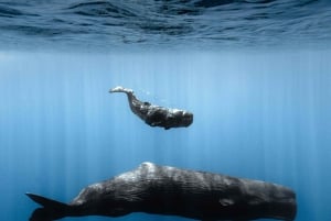 Mauritius Eco Whales Quest, 3-4 Stunden Expedition