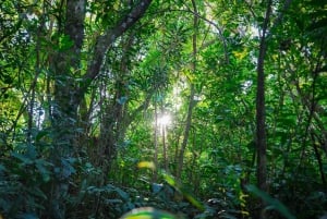 Mauritius: Exploring the Tamarind Falls with a Guide