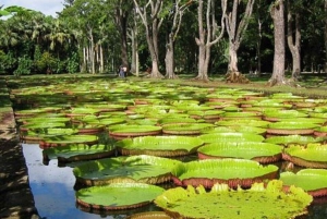 Ganztagestouren im Norden von Mauritius