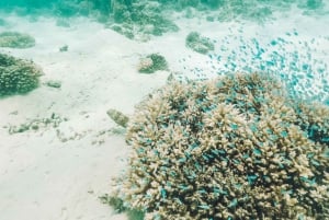 Mauritius: Full-Day Speedboat Tour to Ile aux Cerfs & BBQ