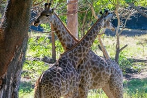 Mauritius: Guidet tur til den sydvestlige del af Mauritius med Safari Tour